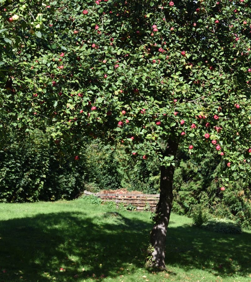 Apfelbaum schneiden Obstbaumschnitt Baumpflege Magdeburg